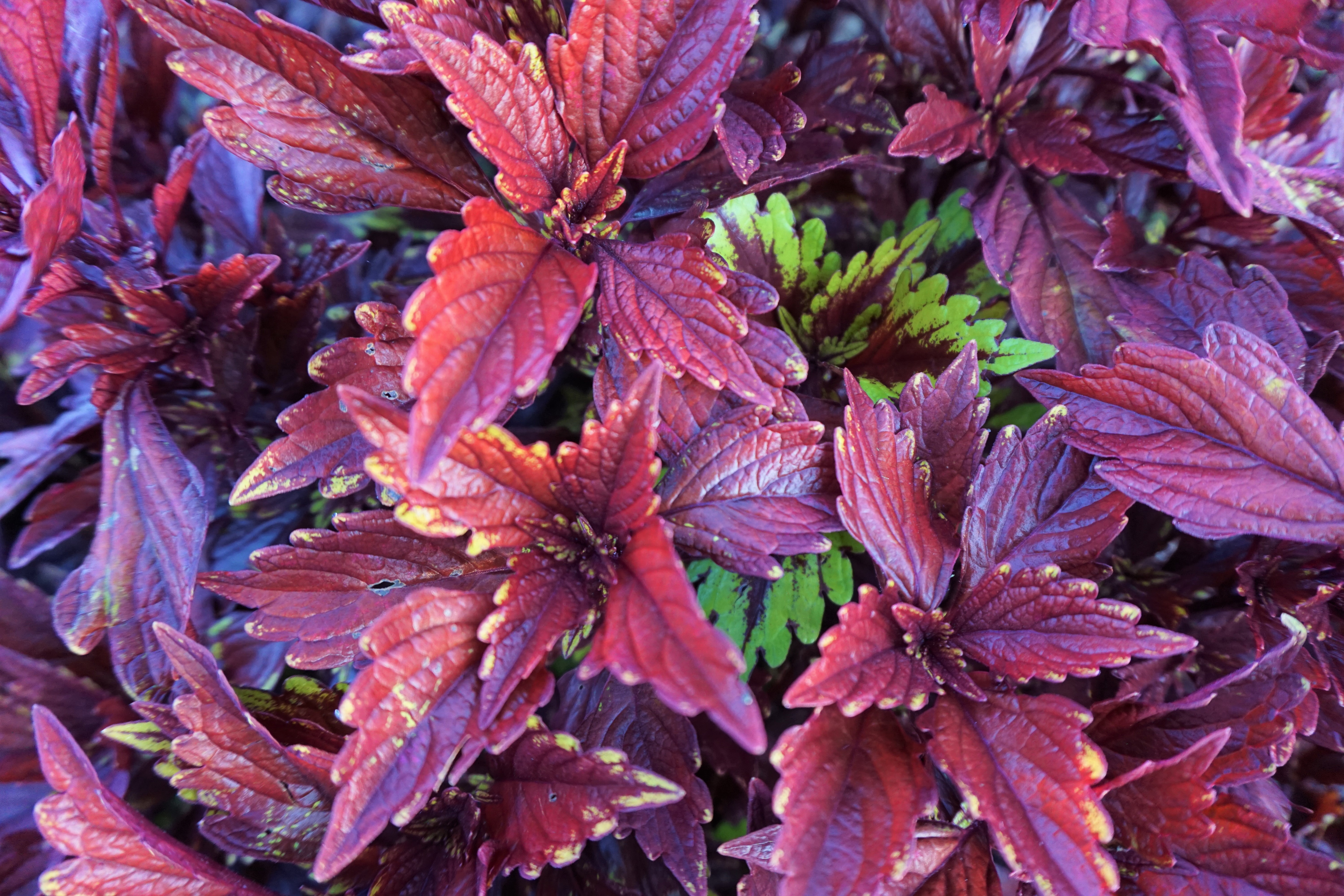 Coleus 5JPG
